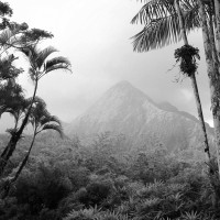 Jungle Forest Black and White 2 Panoramic Wallpaper
