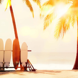 Palm tree surfing Panoramic wallpaper Palm tree surfing Panoramic wallpaper
